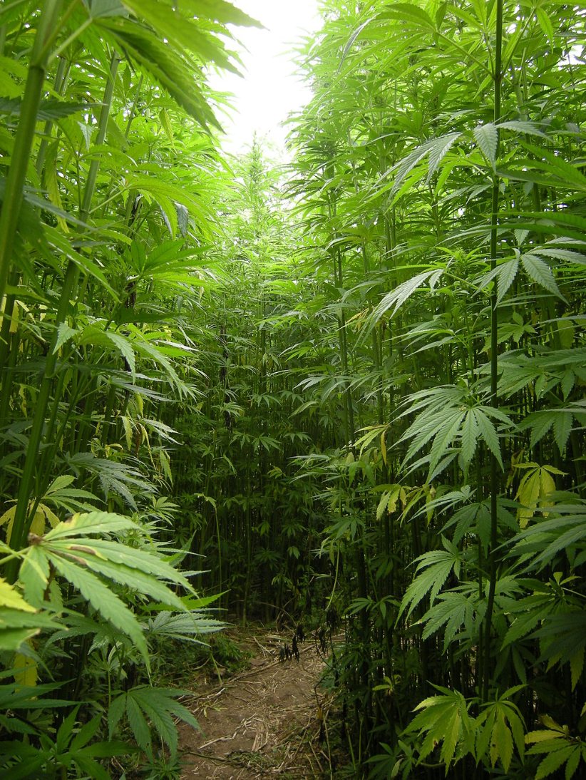 A path through tall hemp stalks