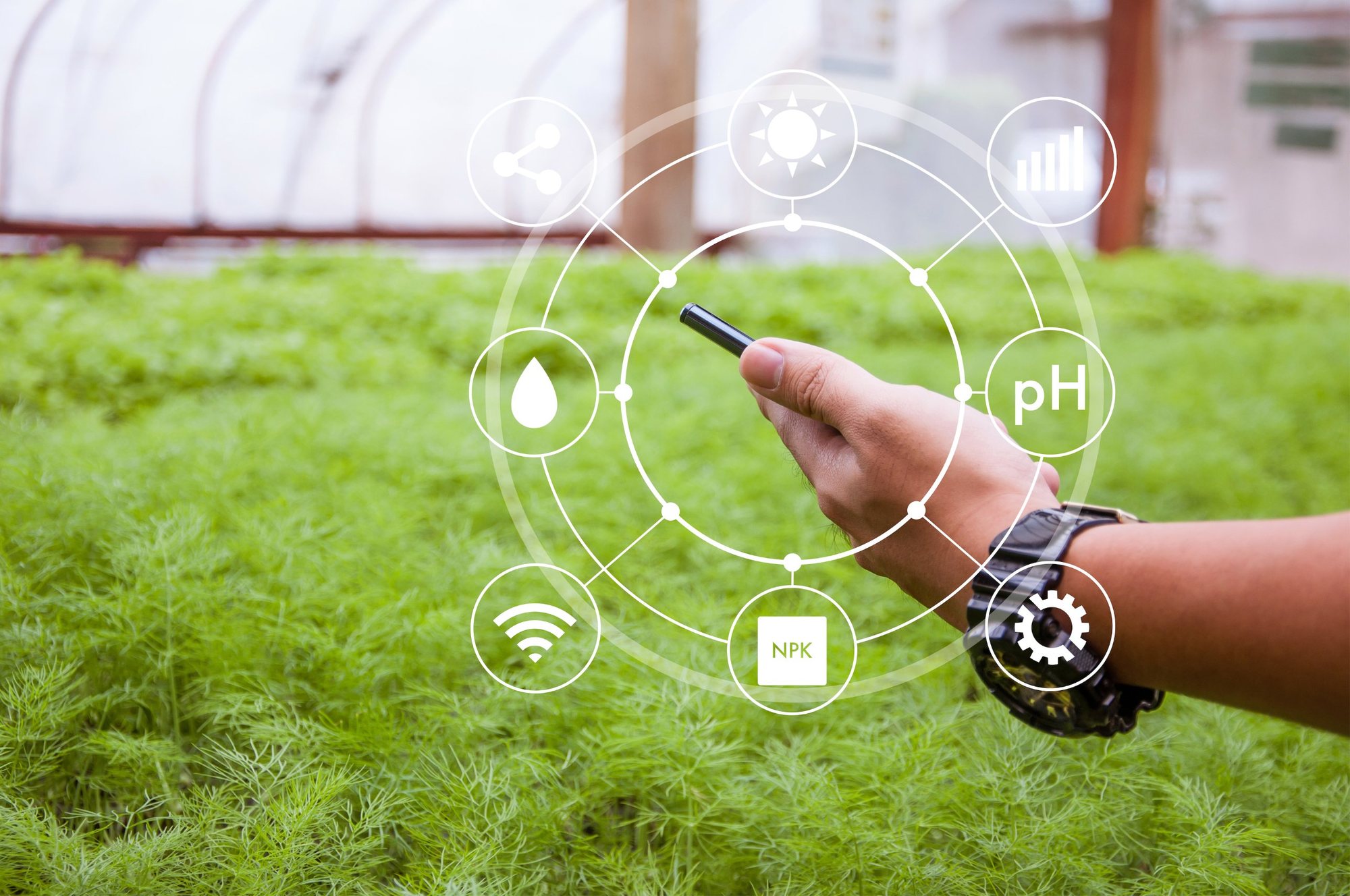 A hand holding a phone showing crop data over a field of seedlings