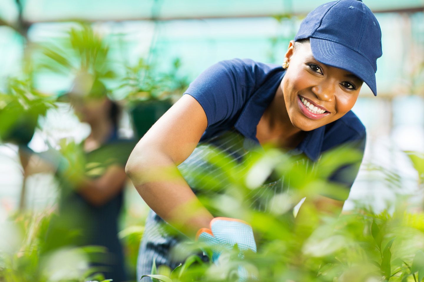 A smiling worker in a cap tending young cannabis plants in a greenhouse