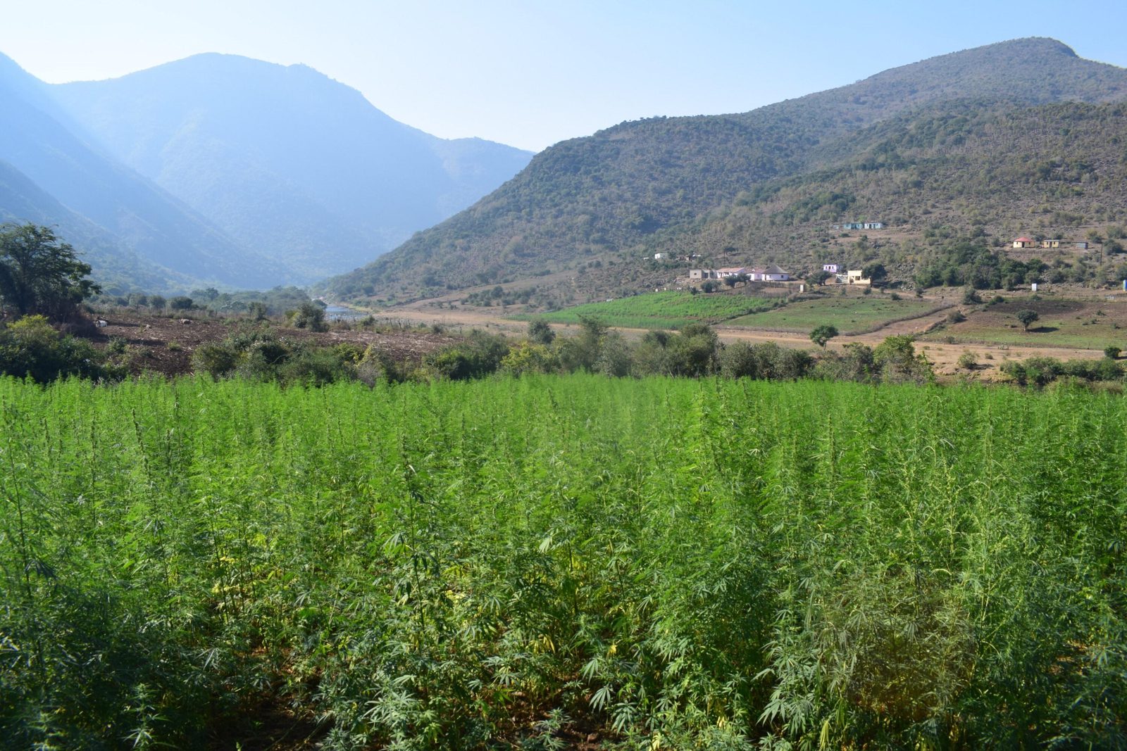 A tall green field of cannabis below a hillside village of rondavels and small houses, with mountains behind