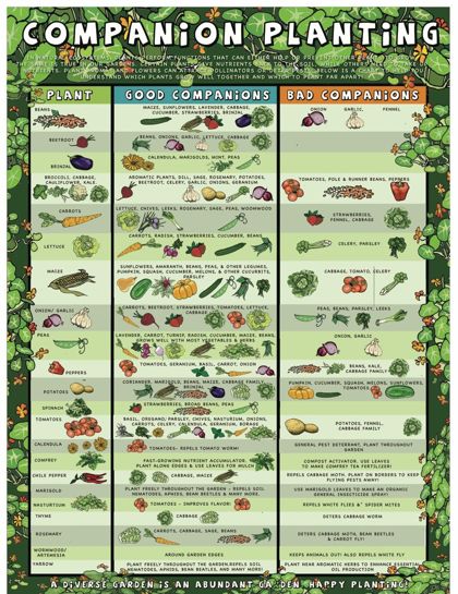 Companion Planting poster