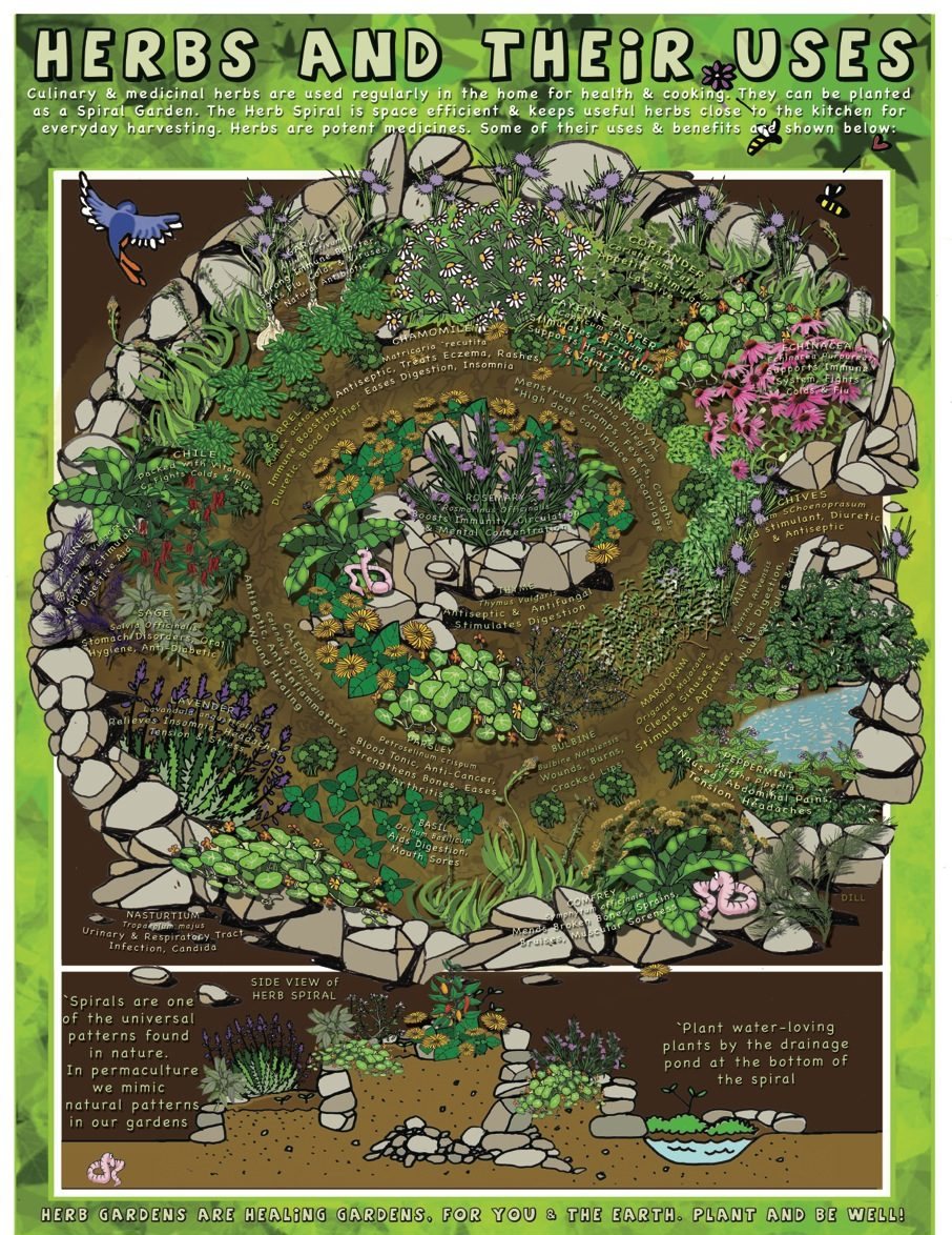 Herbs and Their Uses poster
