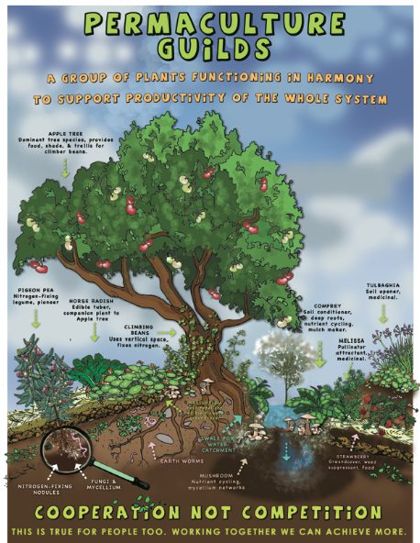 Permaculture Guilds poster
