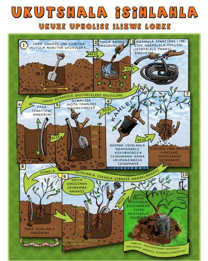 Ukutshala Isihlahla (Zulu) poster