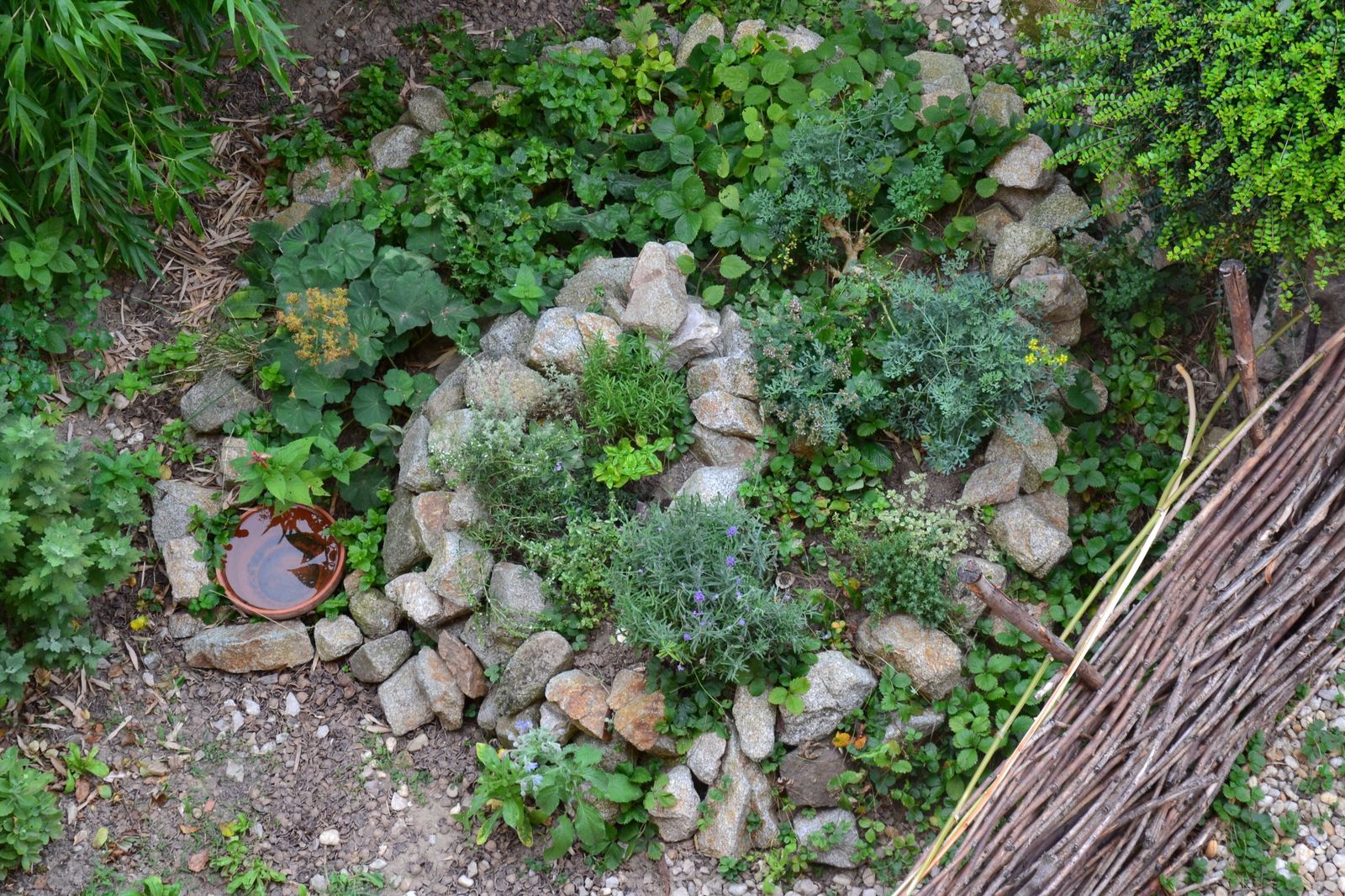 A herb spiral built from stone, seen from above