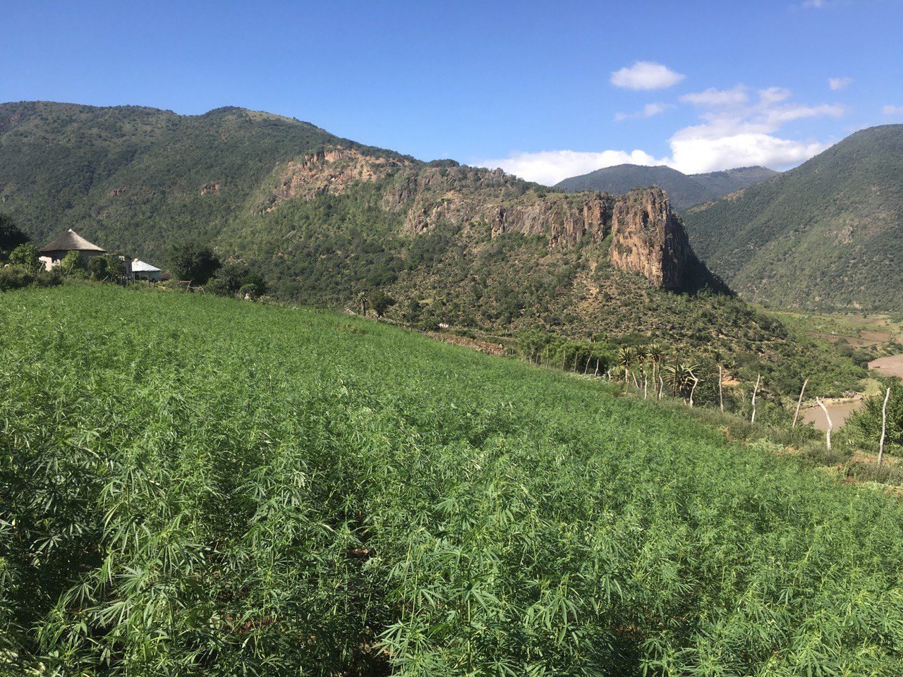 A field of cannabis on a hillside below a cliff, with a rondavel homestead